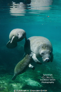 "A Sweet Moment"

A manatee calf looks up at the camera... by Susannah H. Snowden-Smith 